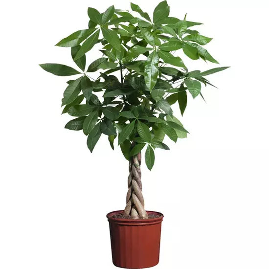 Braided Pachira , Money Tree Plant, Guiana Chestnut