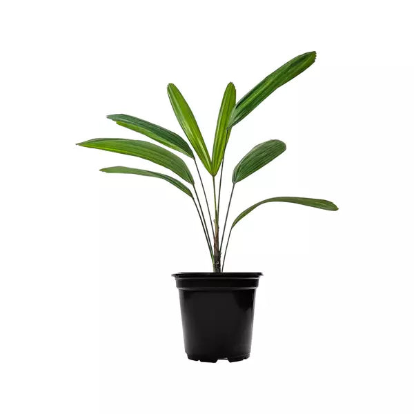 Rhapis Excelsa Miniature, Lady Palm - Single Shoot