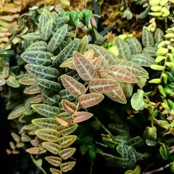 Marcgravia sp. Red - Umbellata