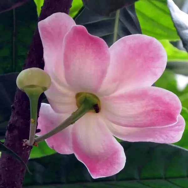 Gustavia Augusta, Lotus Tree, Heaven lotus