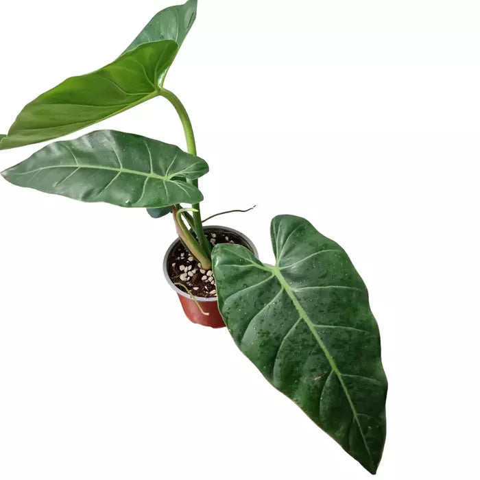 Philodendron Maximum- Rare