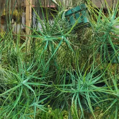 Tillandsia Schiedeana - Air Plant