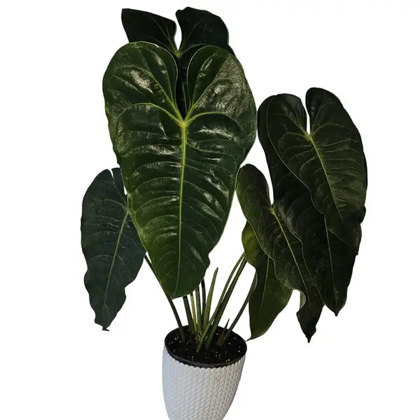 King Indonesesia Broad Form - Super Rare