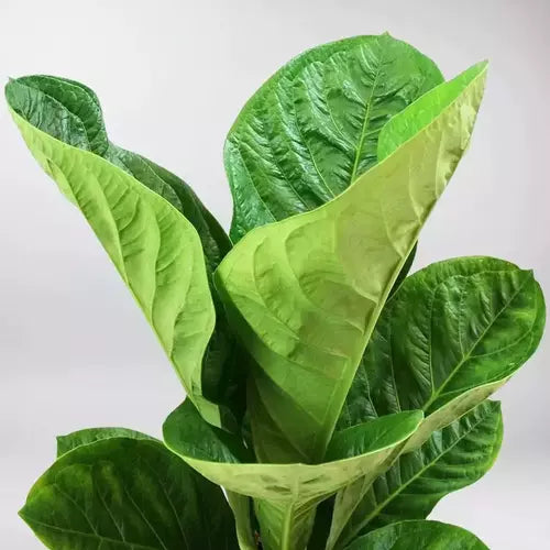 Anthurium Jenmanii- Rare