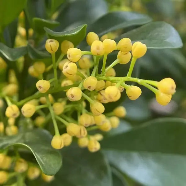 Chinese Perfume Plant