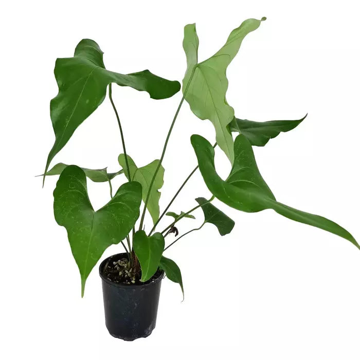 Anthurium Watermaliense- Rare Plants