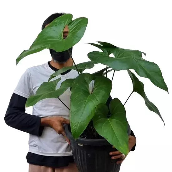 Anthurium Watermaliense- Rare Plants