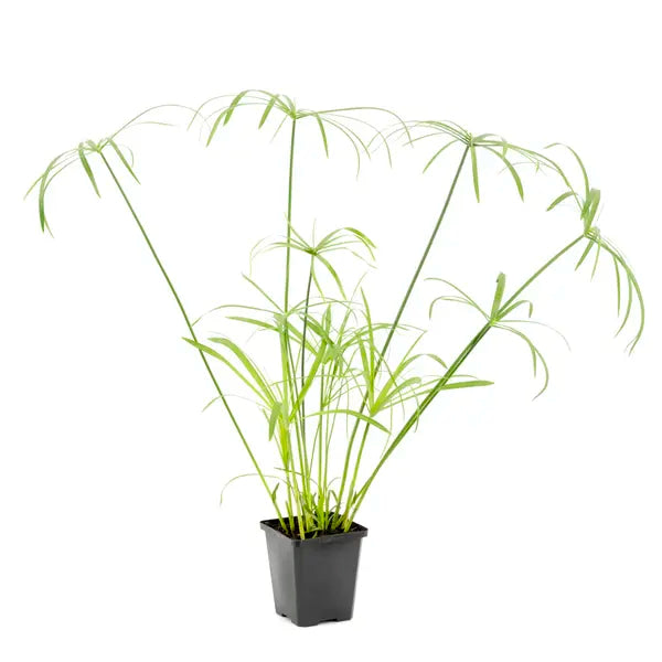 Umbrella Plant | Umbrella Sedge | Cyperus Alternifolius Plant