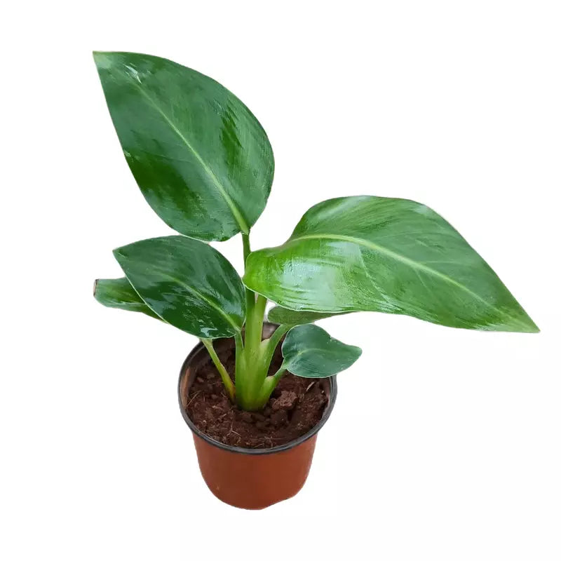 Bird Of Paradise (Strelitzia) Plant - Single Shoot