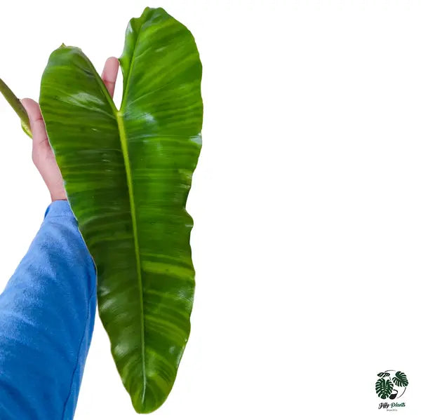 Philodendron Burle Marx Kerala Hybrid - Rare Plant