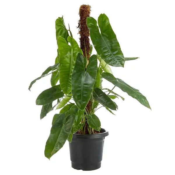 Philodendron Burle Marx Kerala Hybrid - Rare Plant