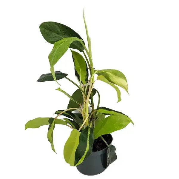 Thai Sunrise Philodendron - Rare