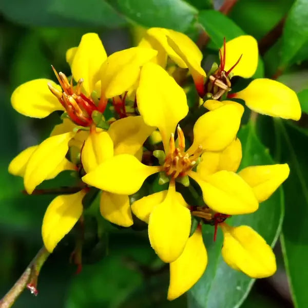 Galphimia Gracillis Plant