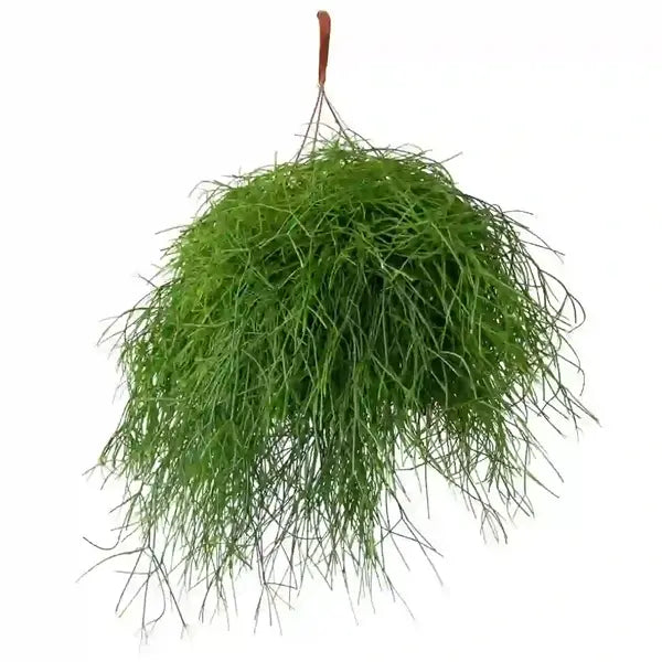 Rhipsalis baccifera 'Oasis'(Pencil cactus)