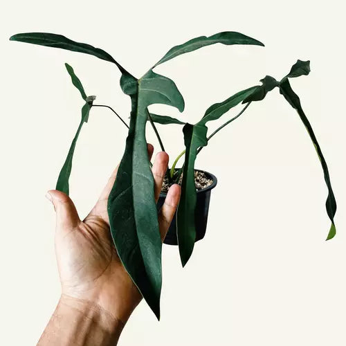 Philodendron Longilobatum Lelano Miyano- Rare