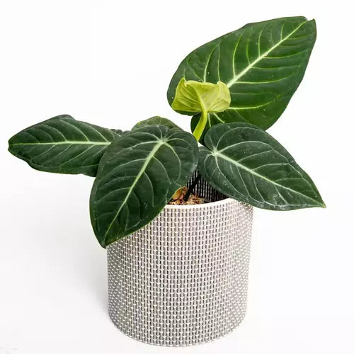 Anthurium Villenaorum- Rare