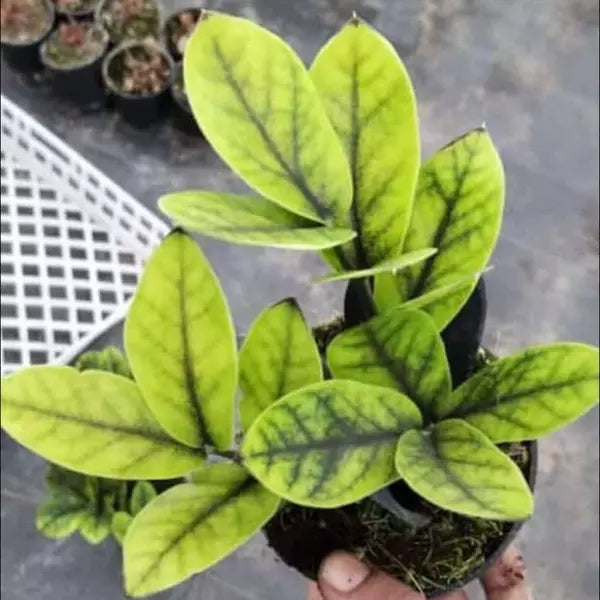 Black zz Aurea- Rare