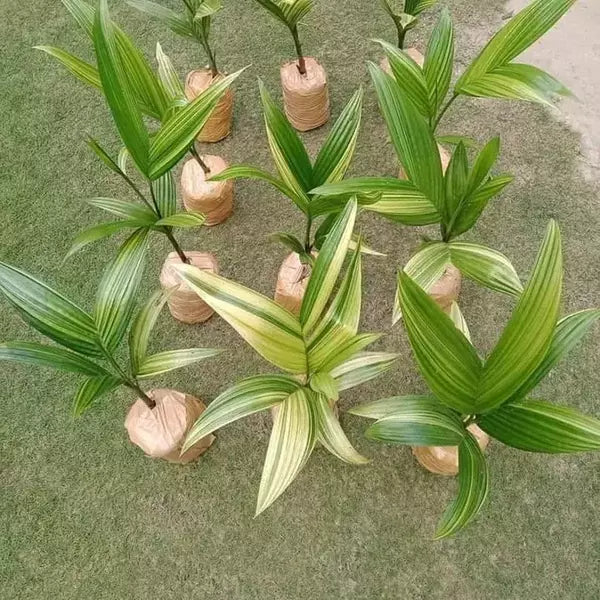 Variegated Areca Catechu Palm -Rare