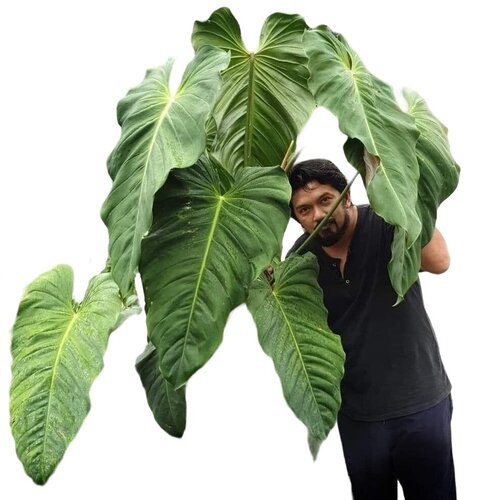 esmeraldense philodendron Philodendron Esmeraldense- Rare – Foliages.in