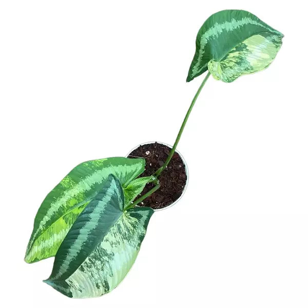 Variegated schismatoglottis wallichii (Keladi lintah variegata) - Super Rare