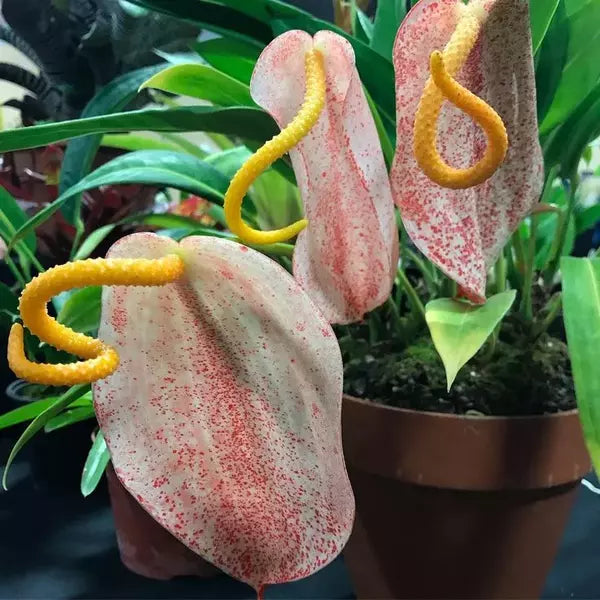 Anthurium (Scherzerianum Grp) Belladotti