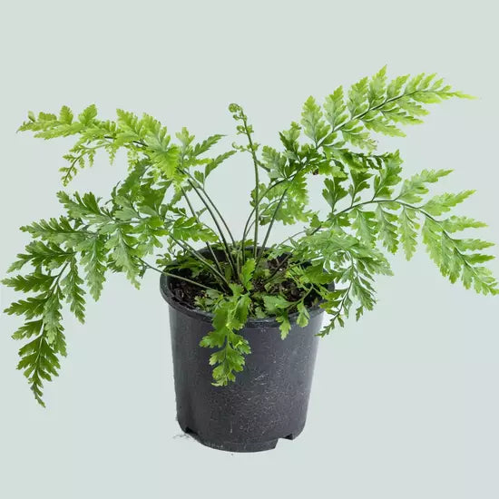 Hen & Chicken Fern (NZ Native) - Asplenium bulbiferum