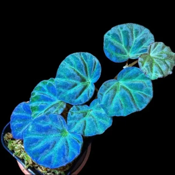 Begonia Lichenora - Very Rare