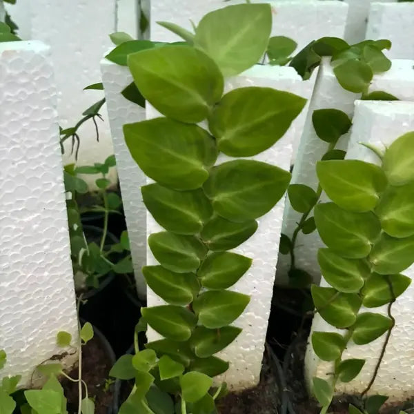 Rhaphidophora Hayi Plant - Buy Online
