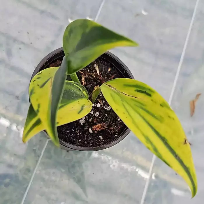 Scindapsis Coriaceus Varigated - Rare