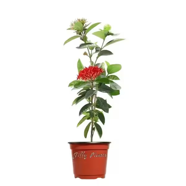 Ixora Coccinea Red Plant