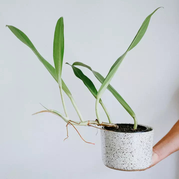 Philodendron Crassinervium- Rare