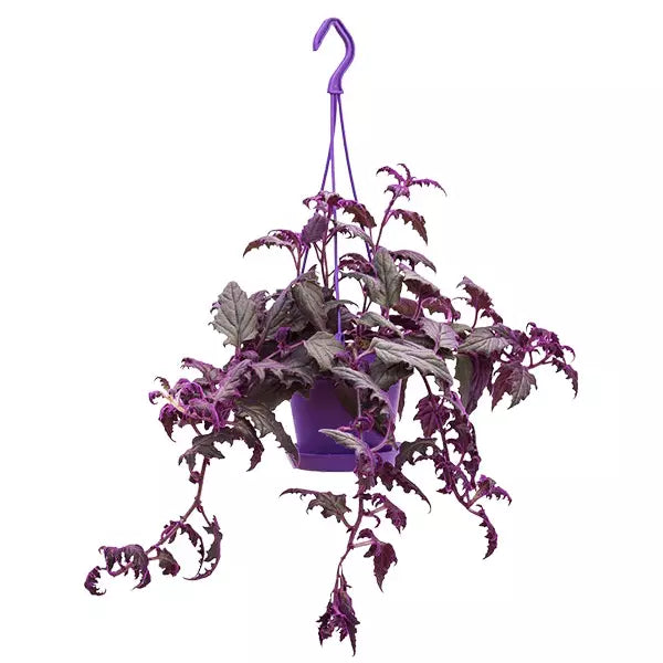 Purple Passion - Gynura Aurantiaca