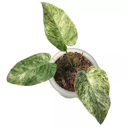 Philodendron Giganteum Variegated, Blizzard Rare - SMALL