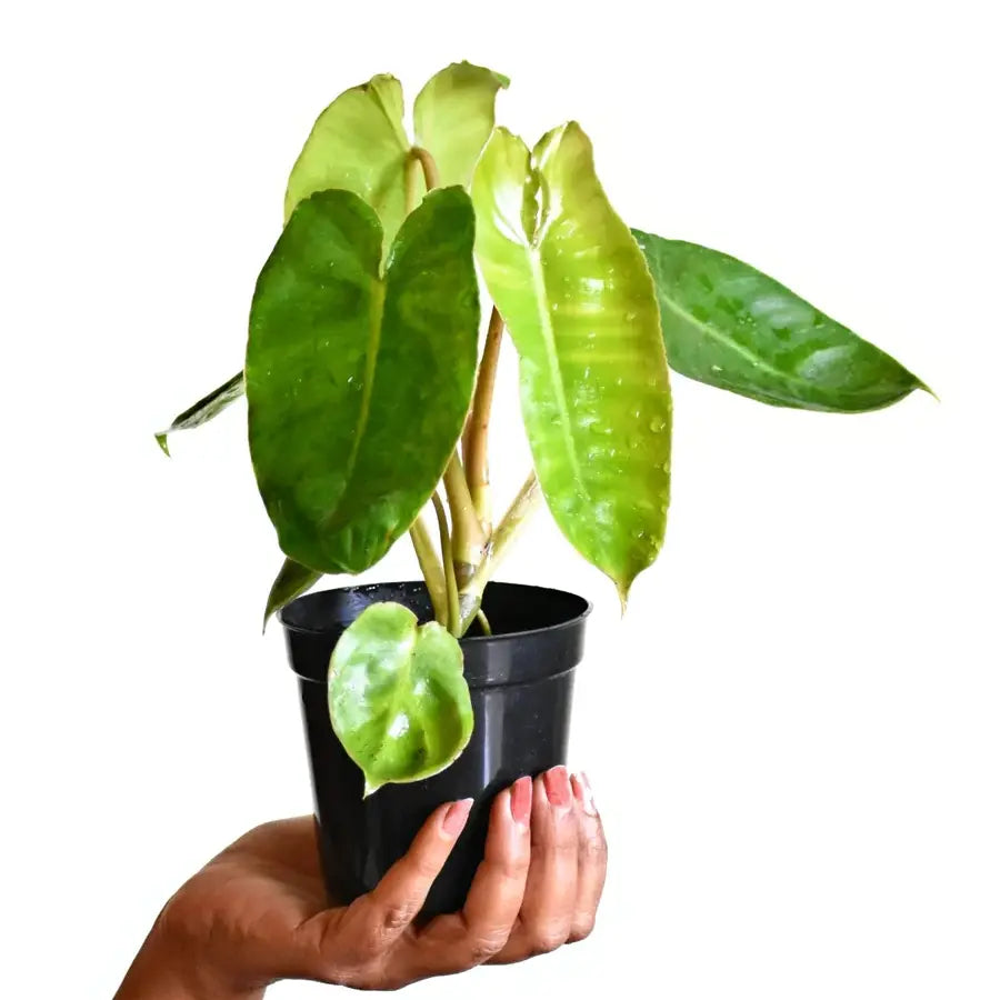 Philodendron Burle Marx Kerala Hybrid - Rare Plant