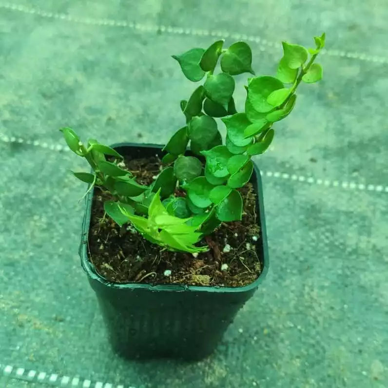 Dischidia Ruscifolia (Million Hearts)