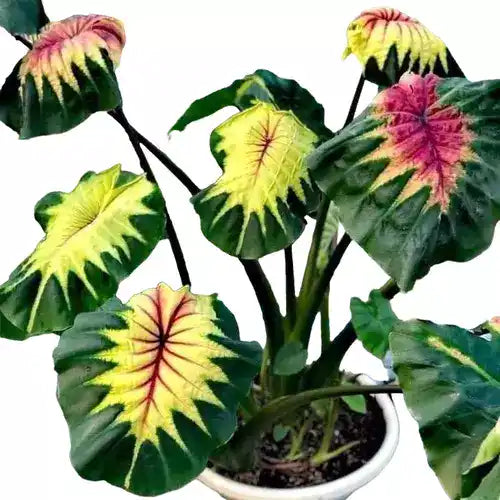 Colocasia Light Pillar- Rare