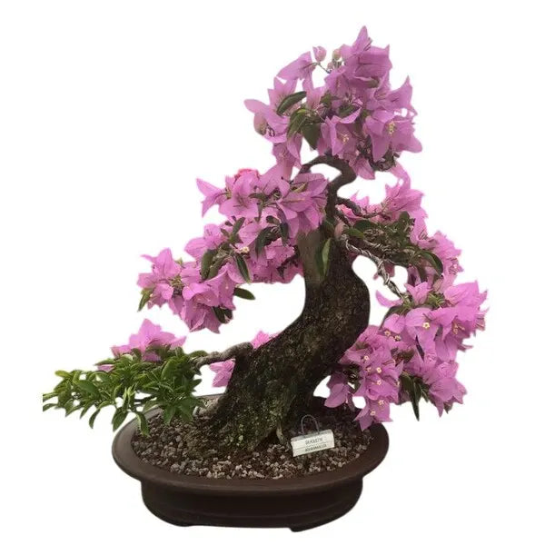 Bougainvillea Silhouette - Pink Flower