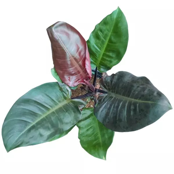 Philodendron Black Cardinal - BIG