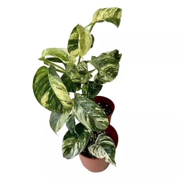 Rhaphidophora Puberula Variegated (Very Rare)