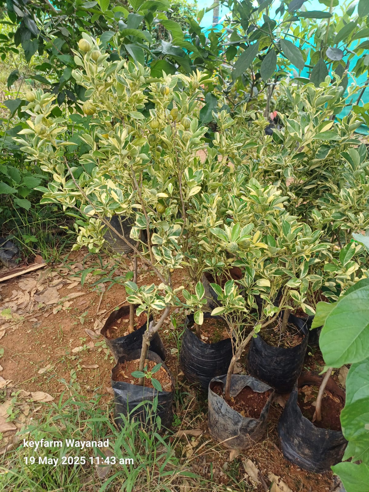 Variegated Bush Orange Plant - Live Fruit Tree - Keyfarm Wayanad