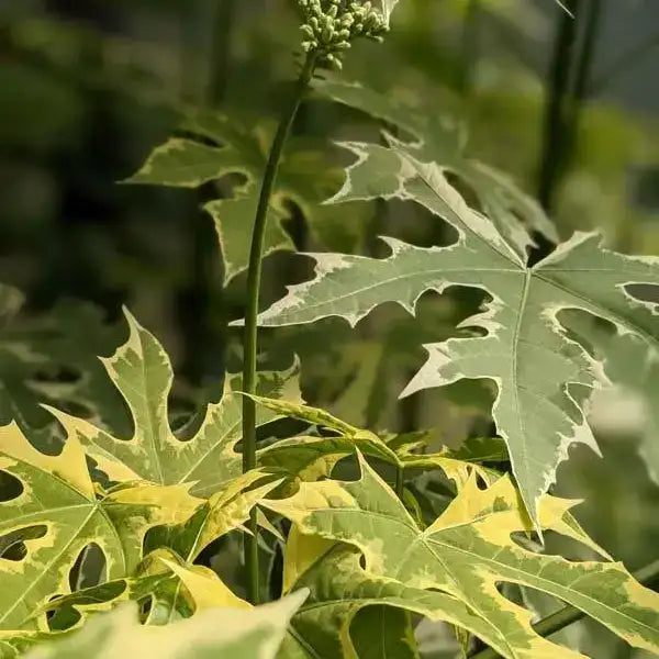 Variegated Maya Spinach Tree - Rare