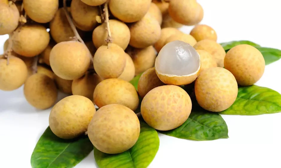 Longan fruit Plant (Dimocarpus Longan)
