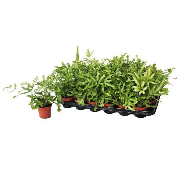 Pteris cretica 'Mayii', Moonlight Fern, Cretan Brake Fern