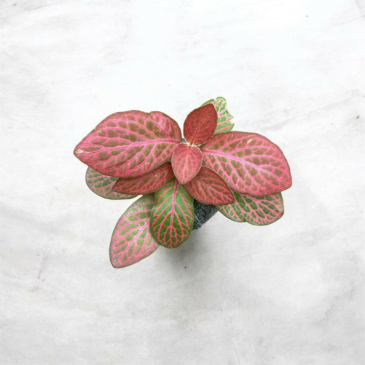 Fittonia-7 plants combo- Jiffy sized