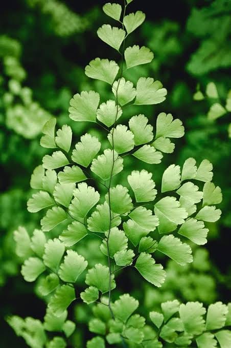 Maiden Hair Fern leaf details and texture – healthy indoor plant