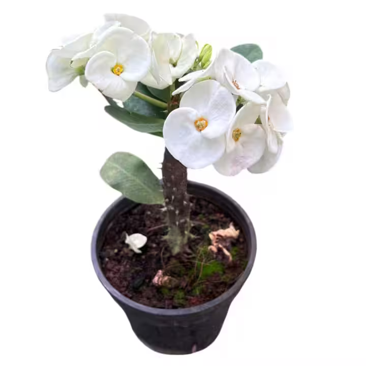 Crown Of Thorns Euphorbia Milii - E4