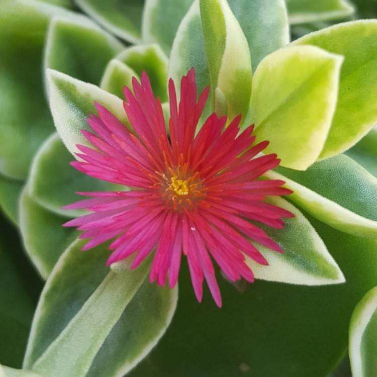 Baby Sunrose 'Variegated'(Heart leaf ice plant)