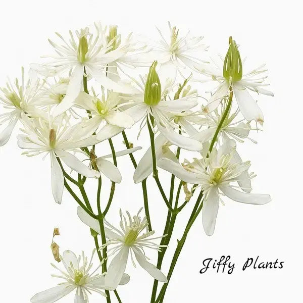 Bridal Bouquet Plant, Clematis Sweet Autumn