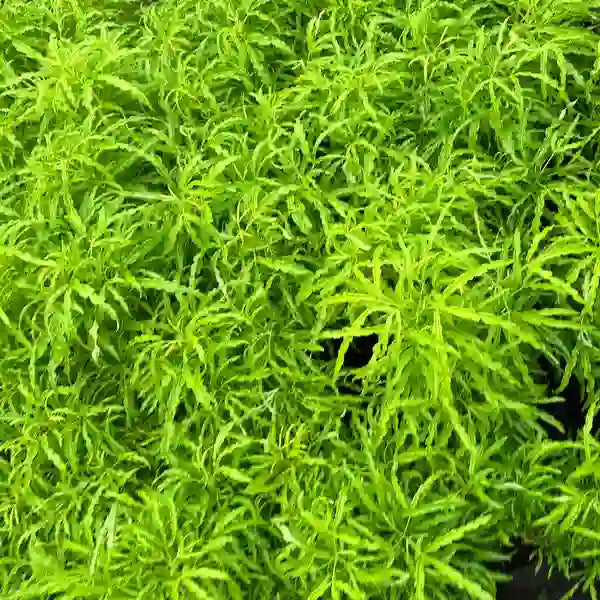 Aralia Ball Golden