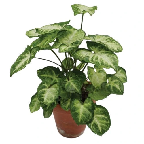 Syngonium Crow's Foot